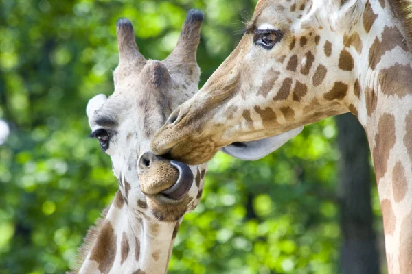 Beijo de girafa — Fotografia de Stock