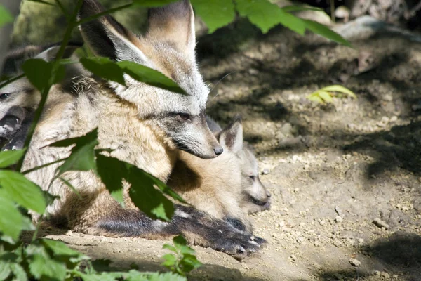 Netopýr ušatý lišky — Stock fotografie