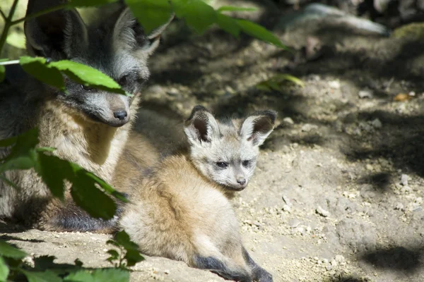 Bat-eared fox pups — Stock Photo, Image
