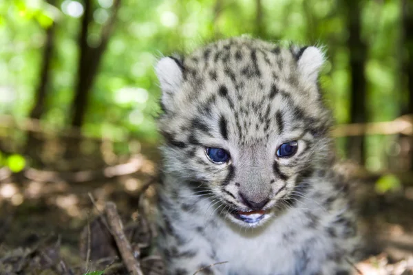 Snow leopard cub Royalty Free Stock Photos