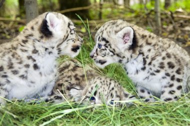 Snow leopard cubs clipart