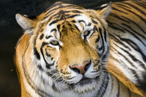 stock image Siberian tiger