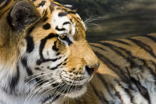 stock image Siberian tiger