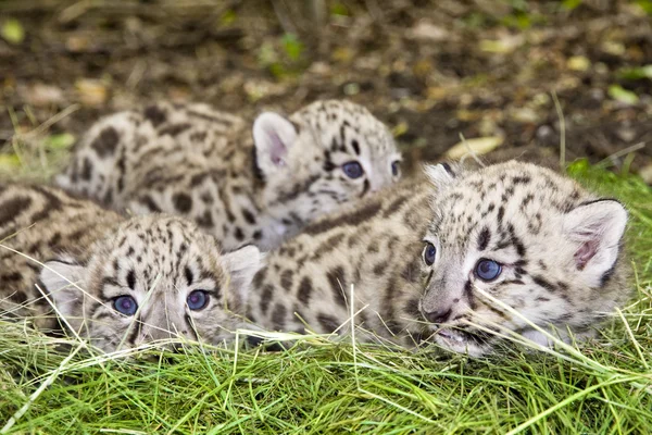 Louveteaux léopard des neiges — Photo