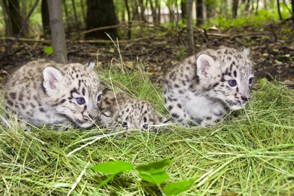 Snow leopard cubs — Stock Photo, Image