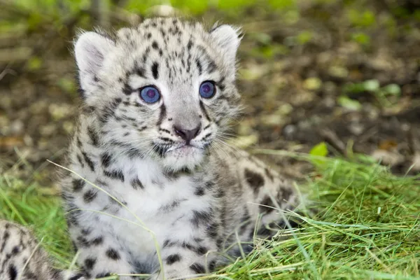 Snow leopard cub — Zdjęcie stockowe