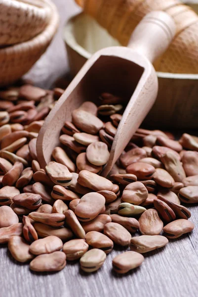 Broad bean dry — Stock Photo, Image
