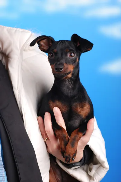 Small dog pinscher — Stock Photo, Image
