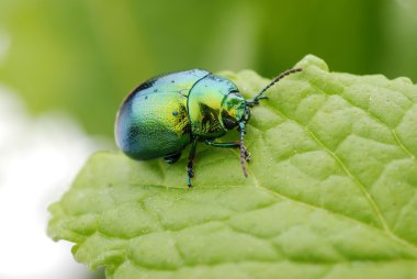 Cetonia aurata