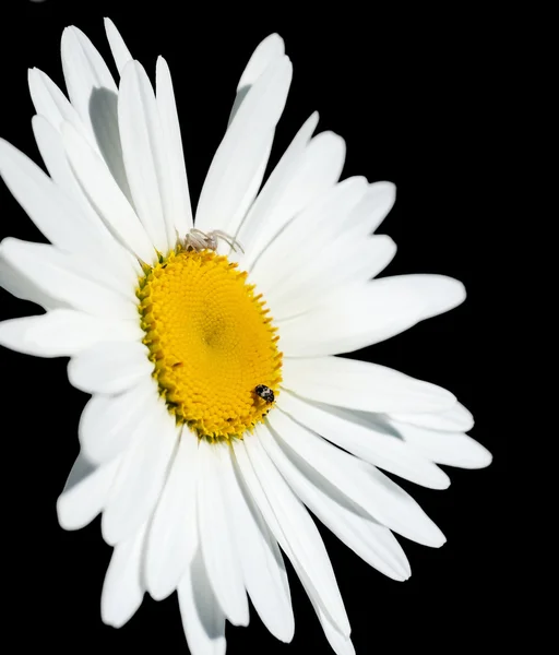 Kwiat rumianku na białym tle na czarnym tle — Zdjęcie stockowe