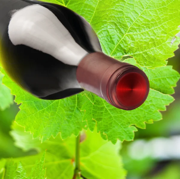 Composition: vine leaves and a bottle of wine — Stock Photo, Image