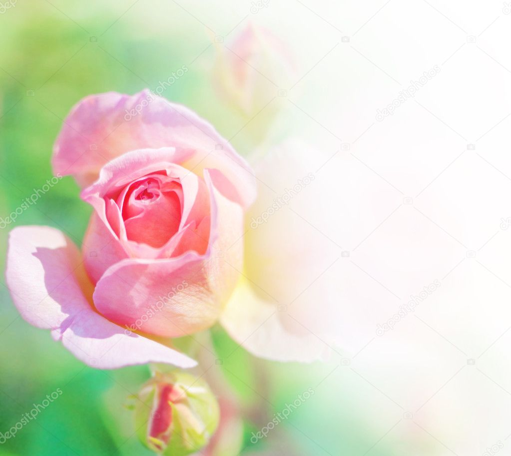 Abstract flower blossom pink roses
