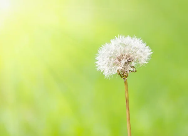 stock image Dandelion under sun rays.