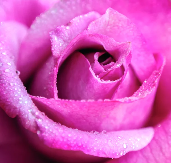 Beautiful pink Rose close up — Stock Photo, Image