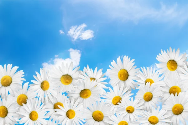 Camomiles on a blue sky background. — Stock Photo, Image