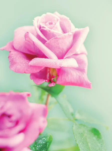 Beautiful pink Rose — Stock Photo, Image