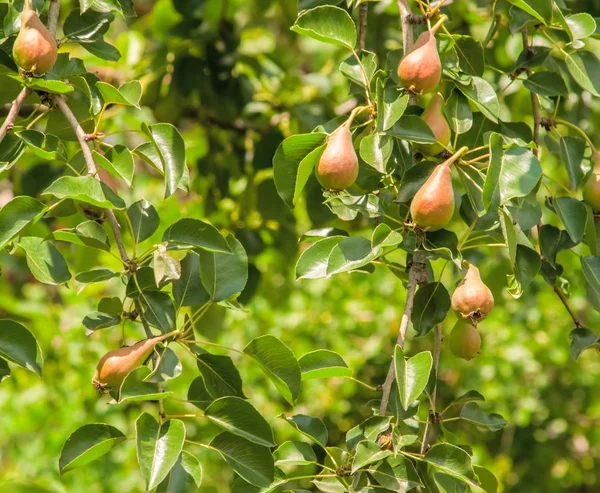 Päronträd lastad med frukt i en fruktträdgård i solen — Stockfoto