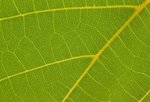 ブドウの葉のテクスチャ — ストック写真