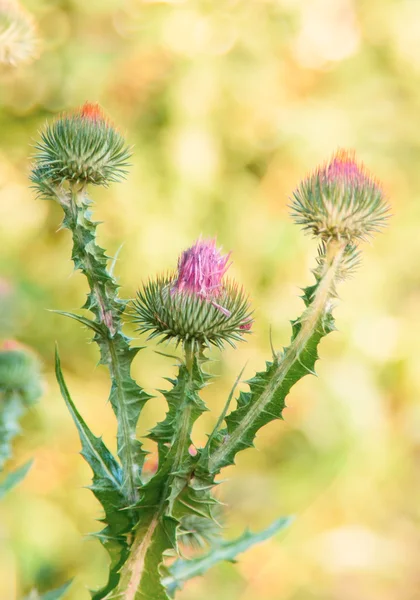 Close up of purple thistles in summer — Stock Photo, Image