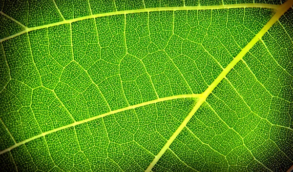 ブドウの葉のテクスチャ — ストック写真