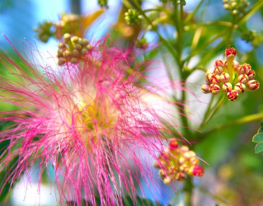 albizia julibrissin - ipek ağaca