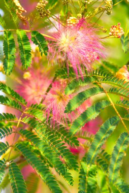 albizia julibrissin - ipek ağaca