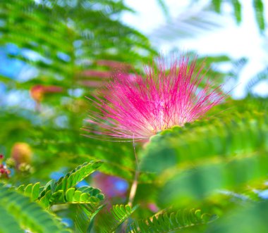 albizia julibrissin - ipek ağaca