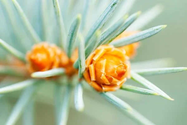 Pine Cone And Branches — Stock Photo, Image