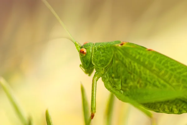 Grasshopper es una lista de la hierba —  Fotos de Stock