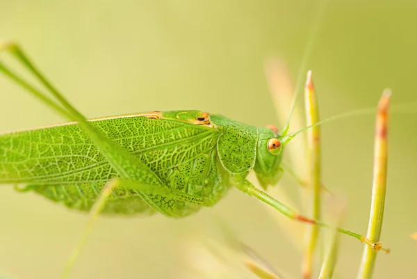 stock image Grasshopper is a list of the grass