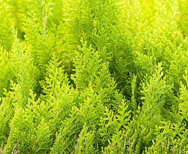 Cypress bakgrund — Stockfoto