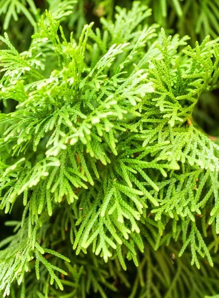 Cypress background — Stock Photo, Image