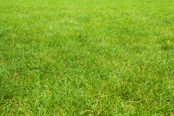 Zelené trávě textury od golfového hřiště Stock Snímky