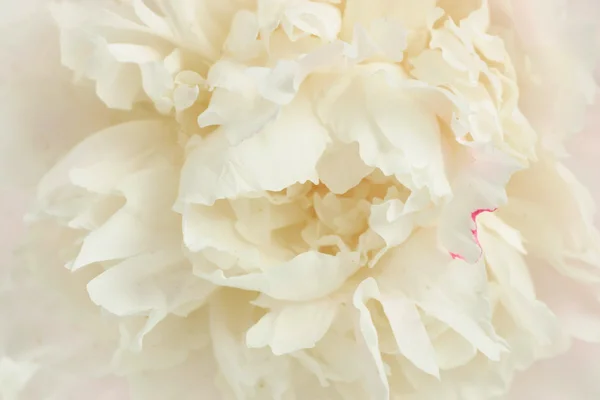 Stock image Perfect peony