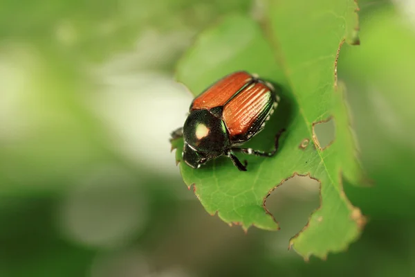 日本甲虫 — 图库照片