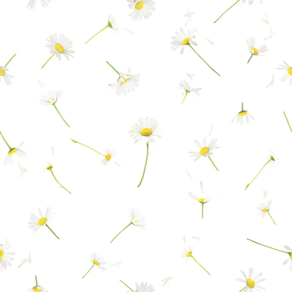 无缝的雏菊 — 图库照片