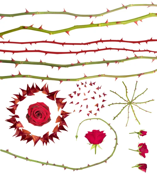 Коллекция шипов розы — стоковое фото