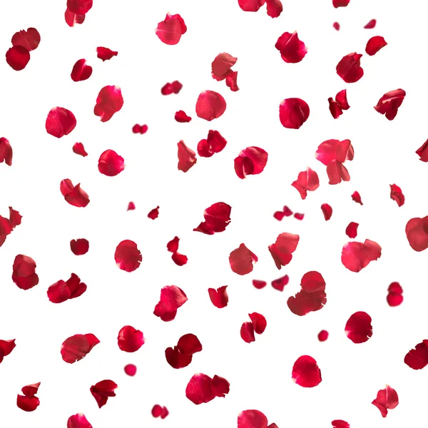 Seamless rose petals — Stock Photo, Image