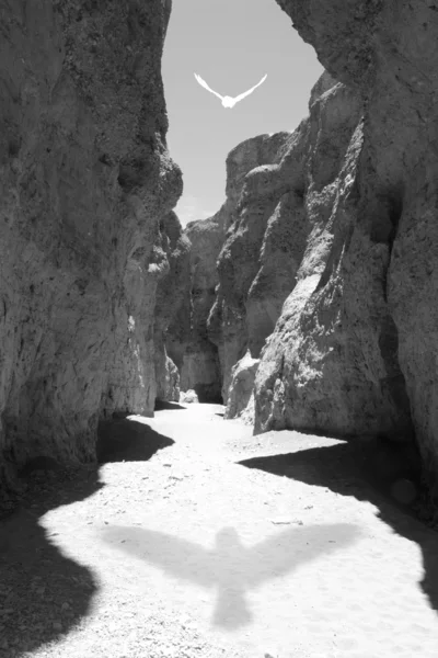 Stock image Bird shadow canyon