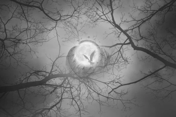 Mystic moon fågel cirkel — Stockfoto