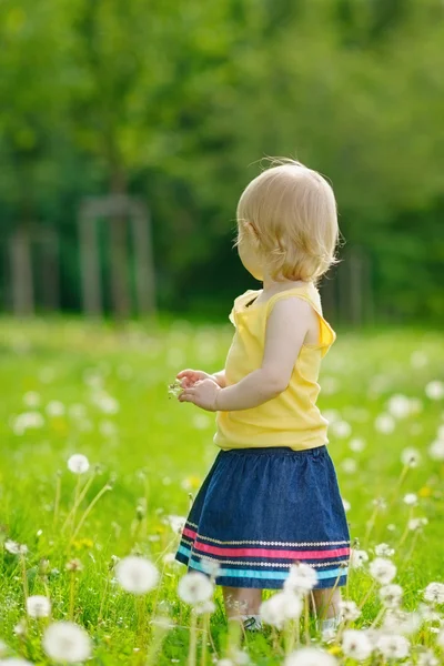 Κοριτσάκι σε πικραλίδες πεδίο κοιτάζοντας πίσω — Φωτογραφία Αρχείου
