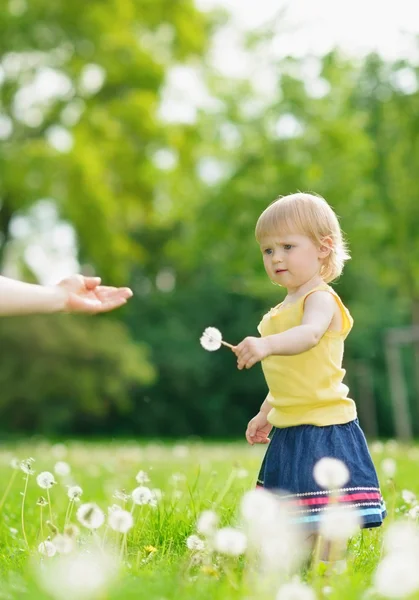 Baby flicka utomhus ger maskrosor till mor — Stockfoto