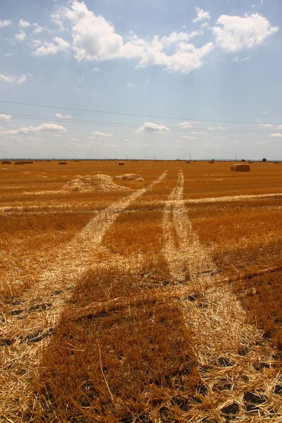 Wheat harvested field — Stock Photo, Image