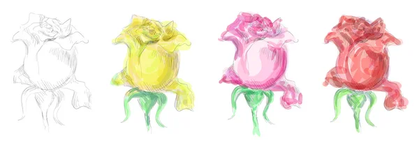 Ескіз з троянди — стокове фото