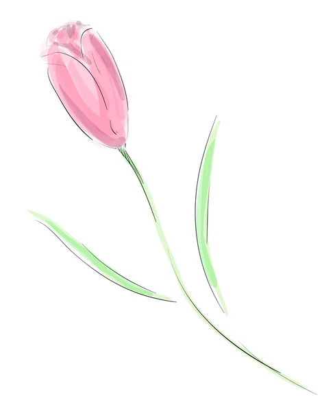 Esboço tulipa — Fotografia de Stock