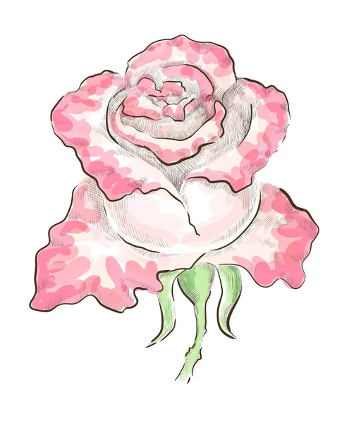 Dvoubarevný růže — Stock fotografie