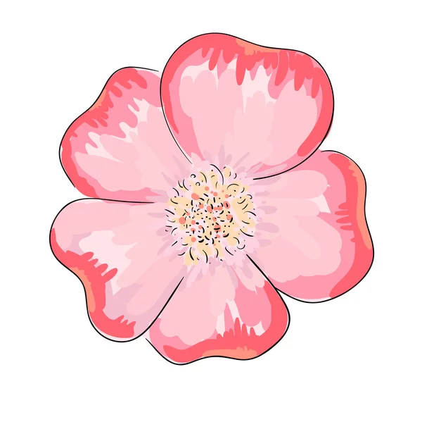 Cane rosa fiore — Foto Stock