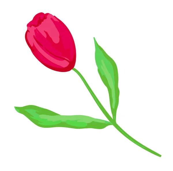 Crimson tulip — Stock Photo, Image