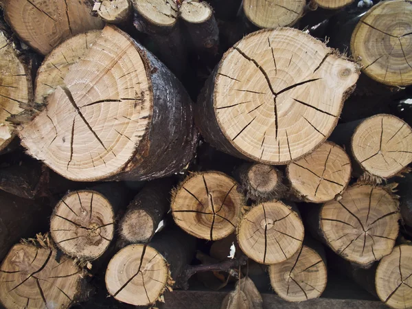 stock image A large number of trees cut down in a sawmill