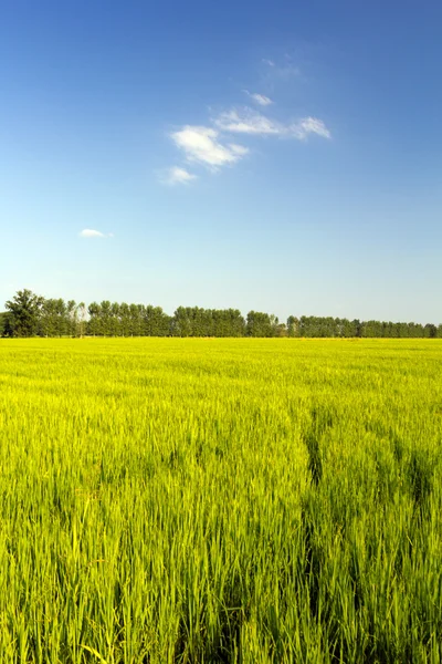 stock image Countryside